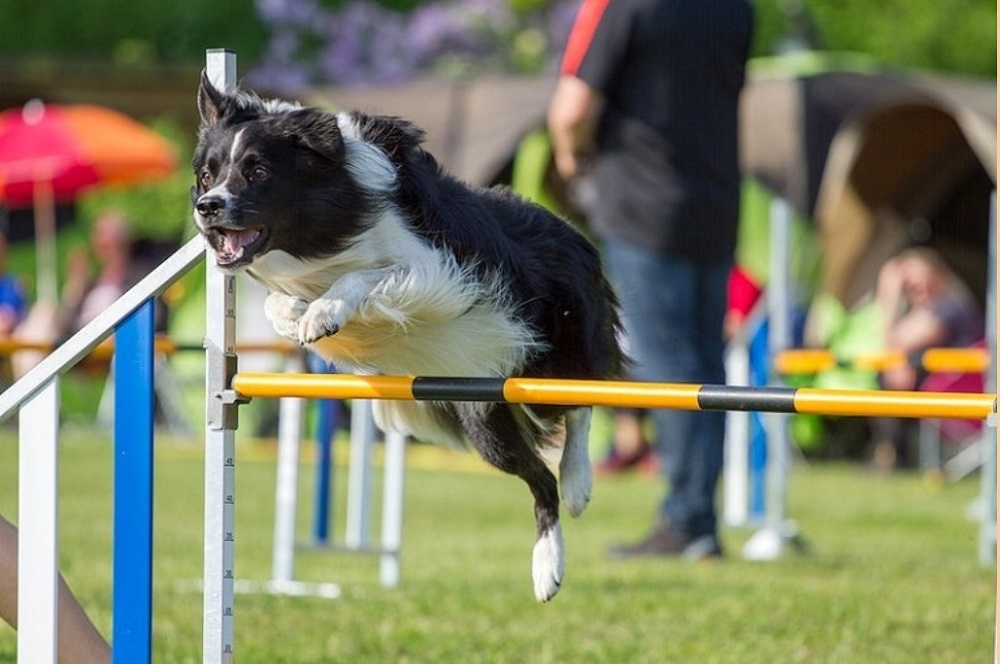 Clicker-for-Training-Your-Dog