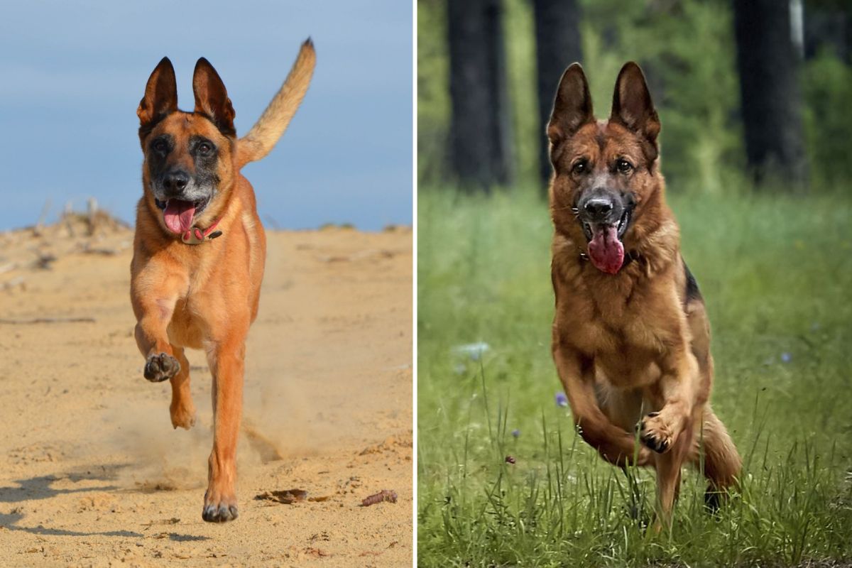 German Shepherd Dog vs. Belgian Malinois: Tell The Difference