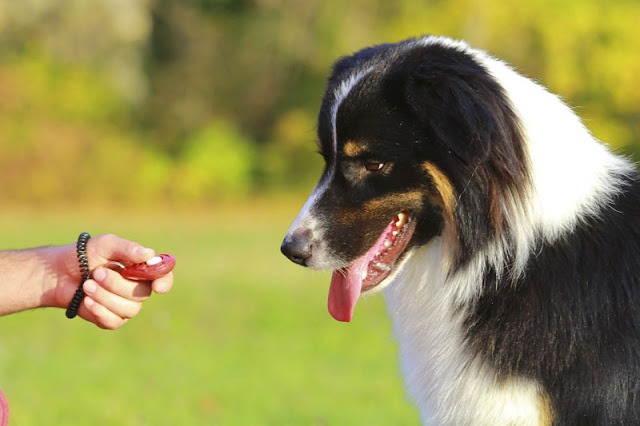 clicker-training-is-best