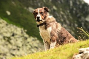dog-canine-animal-mountains