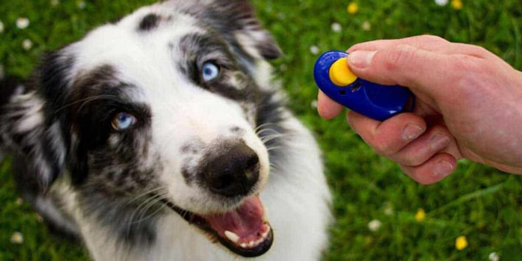 dog-clicker-training