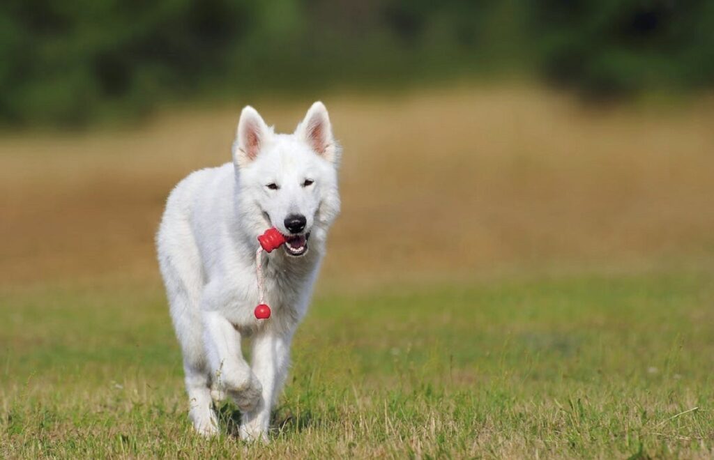 how-to-obedience-train-a-dog