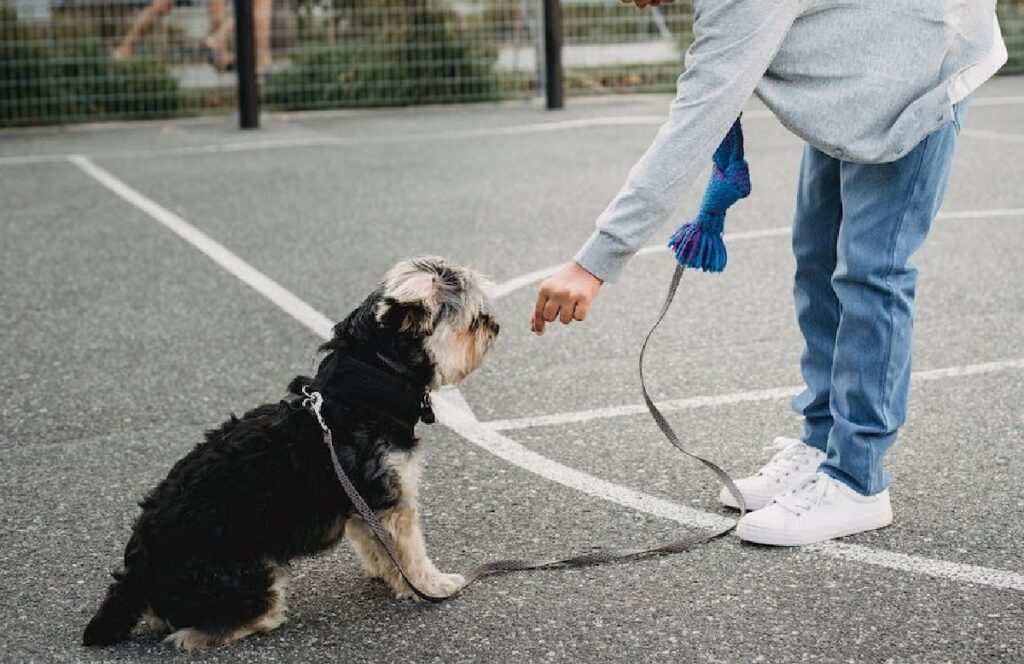 how-to-train-a-puppy-with-a-click