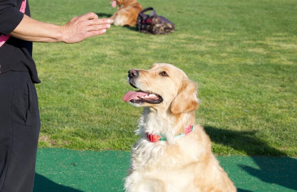 training-a-deaf-dog